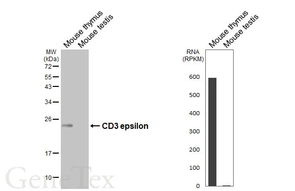 Anti-CD3 epsilon antibody [HL5848] (GTX647166) | GeneTex