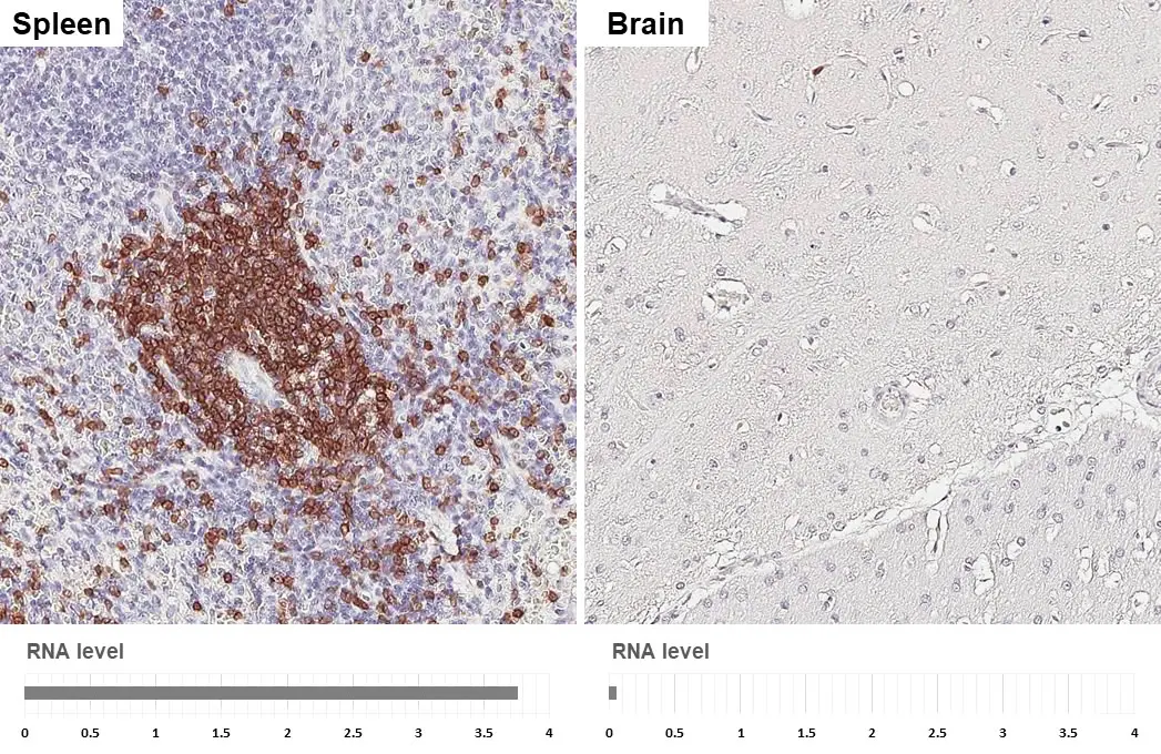 Ihsahn / CD3枚セット Anti-CD3 epsilon antibody [HL5848] (GTX647166) | GeneTex