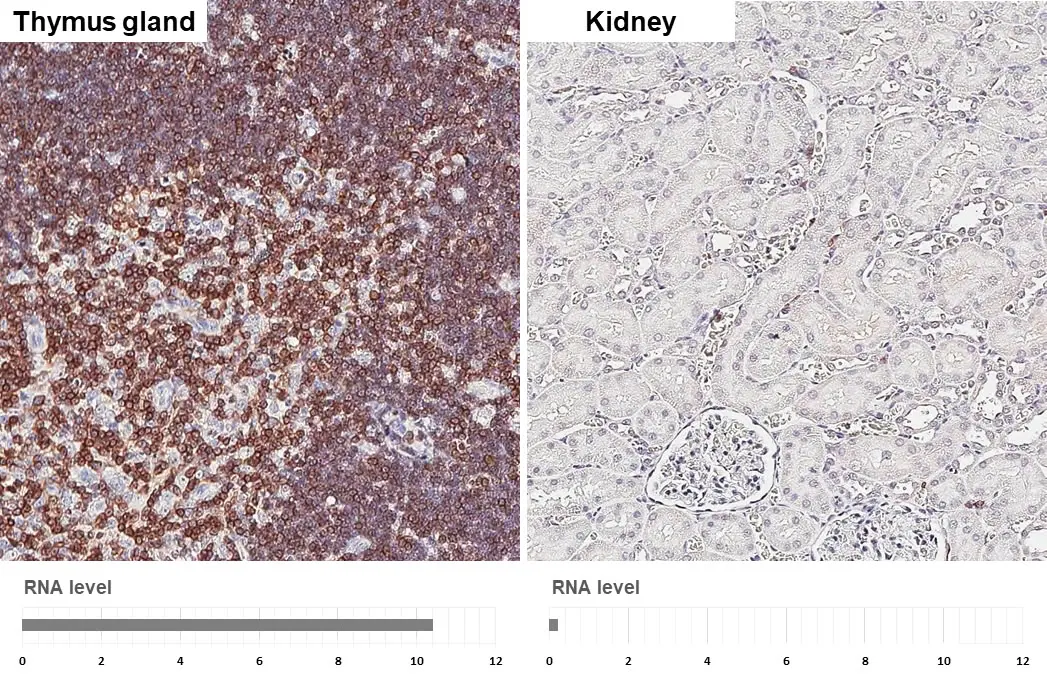 Anti-CD3 epsilon antibody [HL5848] (GTX647166) | GeneTex