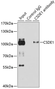 IP analysis of HeLa cell lysate using GTX64731 CSDE1 antibody. Antibody amount : 3microg / 100microg lysate Dilution : 1:1000 IP analysis of HeLa cell lysate using GTX64731 CSDE1 antibody. Antibody amount : 3microg / 100microg lysate Dilution : 1:1000