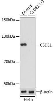 WB analysis of normal (control) and knockout (KO) HeLa cell lysate using GTX64731 CSDE1 antibody. Dilution : 1:1000 Loading : 25microg per lane
