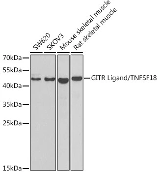 WB analysis of various sample lysates using GTX64735 GITRL antibody. Dilution : 1:1000 Loading : 25microg per lane WB analysis of various sample lysates using GTX64735 GITRL antibody. Dilution : 1:1000 Loading : 25microg per lane