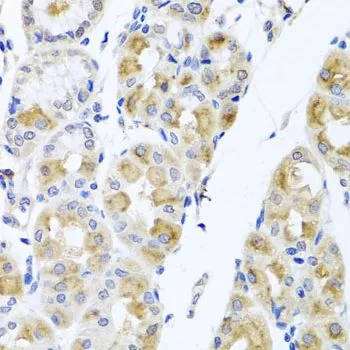 IHC-P analysis of human stomach tissue using GTX64750 TMEM43 antibody. Dilution : 1:100