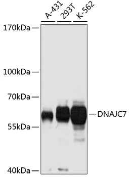 WB analysis of various sample lysates using GTX64759 DNAJC7 antibody. Dilution : 1:1000 Loading : 25microg per lane WB analysis of various sample lysates using GTX64759 DNAJC7 antibody. Dilution : 1:1000 Loading : 25microg per lane