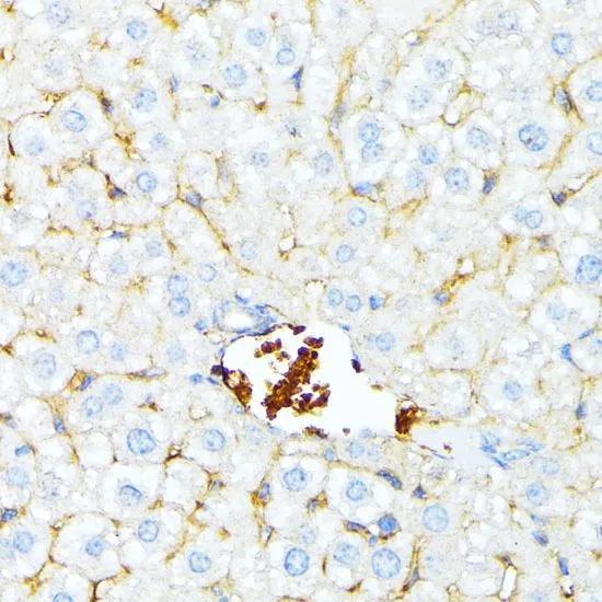 IHC-P analysis of mouse liver tissue using GTX64806 alpha 1 Spectrin antibody. Dilution : 1:100