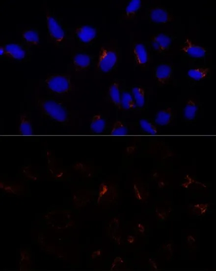 ICC/IF analysis of U2OS cells using GTX64809 ETHE1 antibody. Blue : DAPI Dilution : 1:100