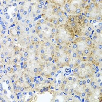 IHC-P analysis of mouse kidney tissue using GTX64847 PEX3 antibody. Dilution : 1:100