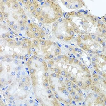 IHC-P analysis of rat kidney tissue using GTX64847 PEX3 antibody. Dilution : 1:100