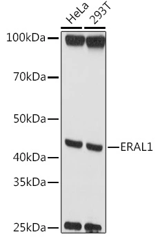 WB analysis of various sample lysates using GTX64890 ERAL1 antibody. Dilution : 1:1000 Loading : 25microg per lane