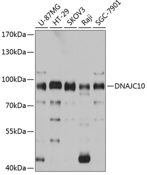WB analysis of various sample lysates using GTX64912 DNAJC10 antibody. Dilution : 1:3000 Loading : 25microg per lane WB analysis of various sample lysates using GTX64912 DNAJC10 antibody. Dilution : 1:3000 Loading : 25microg per lane