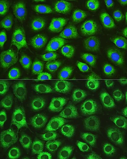 ICC/IF analysis of L929 cells using GTX64912 DNAJC10 antibody. Blue : DAPI Dilution : 1:100