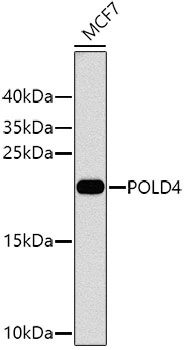 WB analysis of MCF7 cell lysate using GTX64919 POLD4 antibody. Dilution : 1:1000 Loading : 25microg per lane WB analysis of MCF7 cell lysate using GTX64919 POLD4 antibody. Dilution : 1:1000 Loading : 25microg per lane