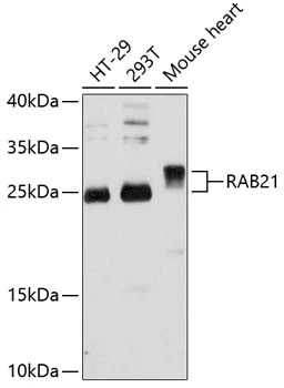 WB analysis of various sample lysates using GTX64938 RAB21 antibody. Dilution : 1:3000 Loading : 25microg per lane WB analysis of various sample lysates using GTX64938 RAB21 antibody. Dilution : 1:3000 Loading : 25microg per lane