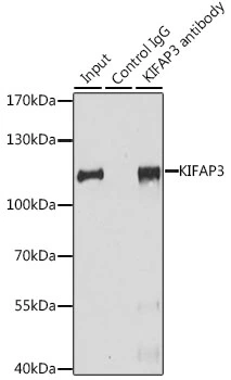 IP analysis of HeLa cell lysate using GTX64954 KAP3 antibody. Antibody amount : 3microg / 200microg lysate Dilution : 1:1000 IP analysis of HeLa cell lysate using GTX64954 KAP3 antibody. Antibody amount : 3microg / 200microg lysate Dilution : 1:1000