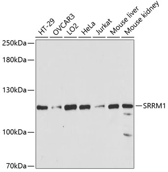 WB analysis of various sample lysates using GTX64955 SRRM1 antibody. Dilution : 1:3000 Loading : 25microg per lane WB analysis of various sample lysates using GTX64955 SRRM1 antibody. Dilution : 1:3000 Loading : 25microg per lane