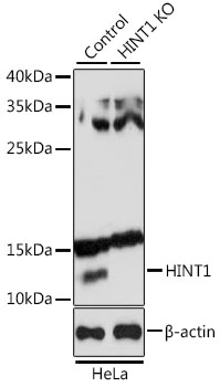 WB analysis of normal (control) and knockout (KO) HeLa cell lysate using GTX64971 HINT1 antibody. Dilution : 1:1000 Loading : 25microg per lane WB analysis of normal (control) and knockout (KO) HeLa cell lysate using GTX64971 HINT1 antibody. Dilution : 1:1000 Loading : 25microg per lane