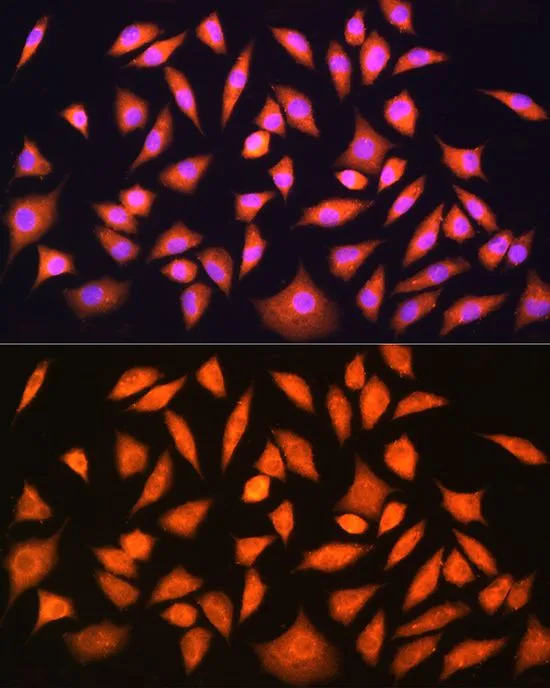 ICC/IF analysis of L929 cells using GTX64971 HINT1 antibody. Blue : DAPI Dilution : 1:100
