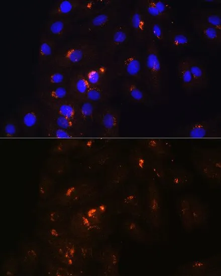 ICC/IF analysis of H9C2 cells using GTX64979 POFUT2 antibody. Blue : DAPI Dilution : 1:100