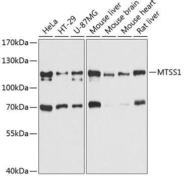 WB analysis of various sample lysates using GTX64997 MTSS1 antibody. Dilution : 1:3000 Loading : 25microg per lane WB analysis of various sample lysates using GTX64997 MTSS1 antibody. Dilution : 1:3000 Loading : 25microg per lane