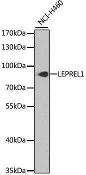 WB analysis of NCI-H460 cell lysate using GTX65537 LEPREL1 antibody. Dilution : 1:1000 Loading : 25microg per lane WB analysis of NCI-H460 cell lysate using GTX65537 LEPREL1 antibody. Dilution : 1:1000 Loading : 25microg per lane