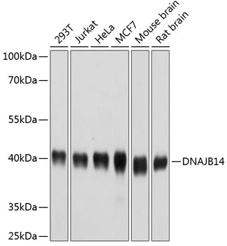 WB analysis of various sample lysates using GTX65594 DNAJB14 antibody. Dilution : 1:1000 Loading : 25microg per lane WB analysis of various sample lysates using GTX65594 DNAJB14 antibody. Dilution : 1:1000 Loading : 25microg per lane