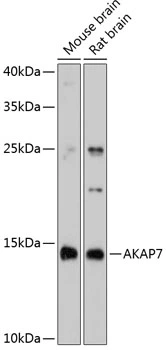 WB analysis of various sample lysates using GTX65620 AKAP7 antibody. Dilution : 1:3000 Loading : 25microg per lane WB analysis of various sample lysates using GTX65620 AKAP7 antibody. Dilution : 1:3000 Loading : 25microg per lane