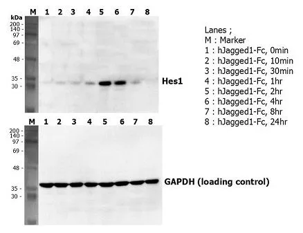 Induction of Hes-1 with the treatment of GTX65636-pro Jagged 1 Fc fusion protein. A mouse preadpipocyte cell line, 3T3L1, was stimulated with 5microg/ml of human Jagged1-Fc fusion protein as in indicated time points and each cell lysate was prepared and subjected to western blot by using human Hes1 antibody or GAPDH antibody.