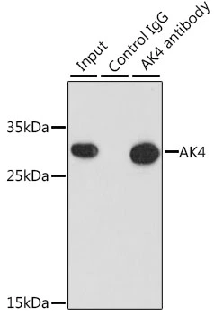IP analysis of HepG2 cell lysate using GTX65835 Adenylate Kinase 4 antibody. Antibody amount : 3microg / 200microg lysate Dilution : 1:1000 IP analysis of HepG2 cell lysate using GTX65835 Adenylate Kinase 4 antibody. Antibody amount : 3microg / 200microg lysate Dilution : 1:1000