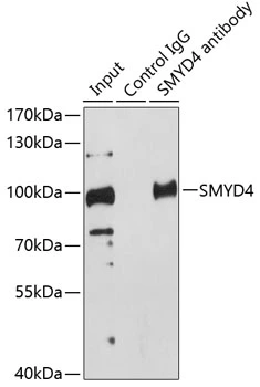 IP analysis of HeLa cell lysate using GTX65838 SMYD4 antibody. Antibody amount : 1microg / 200microg lysate Dilution : 1:500 IP analysis of HeLa cell lysate using GTX65838 SMYD4 antibody. Antibody amount : 1microg / 200microg lysate Dilution : 1:500