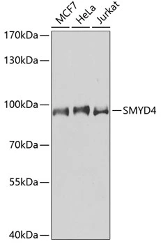 WB analysis of various sample lysates using GTX65838 SMYD4 antibody. Dilution : 1:1000 Loading : 25microg per lane