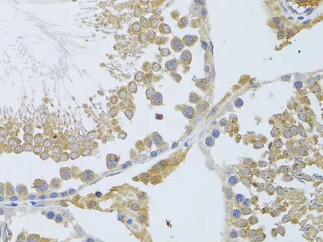 IHC-P analysis of rat testis tissue using GTX65842 ATG13 antibody. Dilution : 1:100