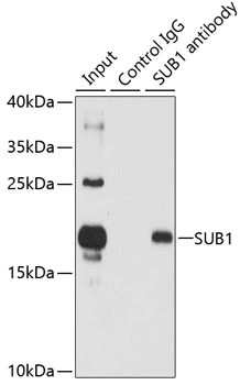 IP analysis of HL60 cell lysate using GTX65860 PC4 antibody. Antibody amount : 3microg / 150microg lysate Dilution : 1:500 IP analysis of HL60 cell lysate using GTX65860 PC4 antibody. Antibody amount : 3microg / 150microg lysate Dilution : 1:500