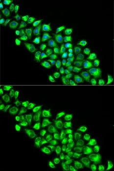 ICC/IF analysis of HeLa cells using GTX65861 PON2 antibody. Blue : DAPI