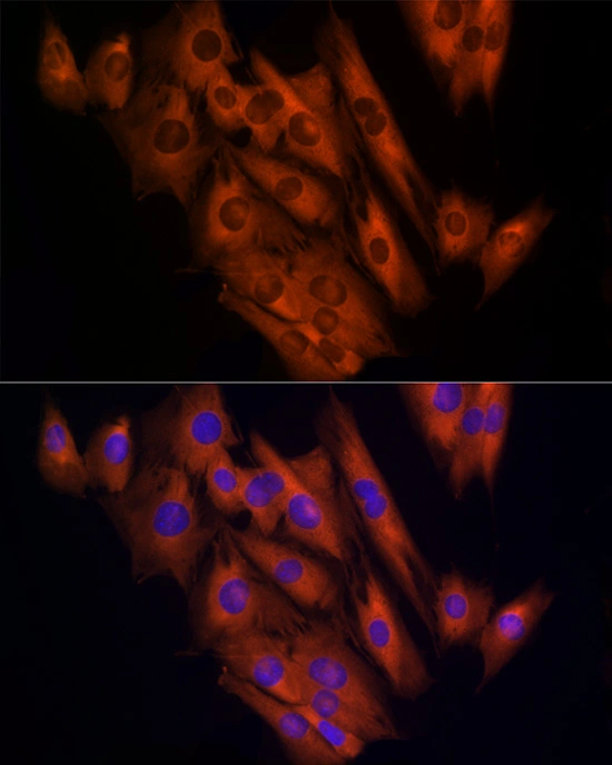 ICC/IF analysis of C2C12 cells using GTX65866 CLIC1 antibody. Red: Primary antibody Blue : DAPI Dilution : 1:100 ICC/IF analysis of C2C12 cells using GTX65866 CLIC1 antibody. Red: Primary antibody Blue : DAPI Dilution : 1:100