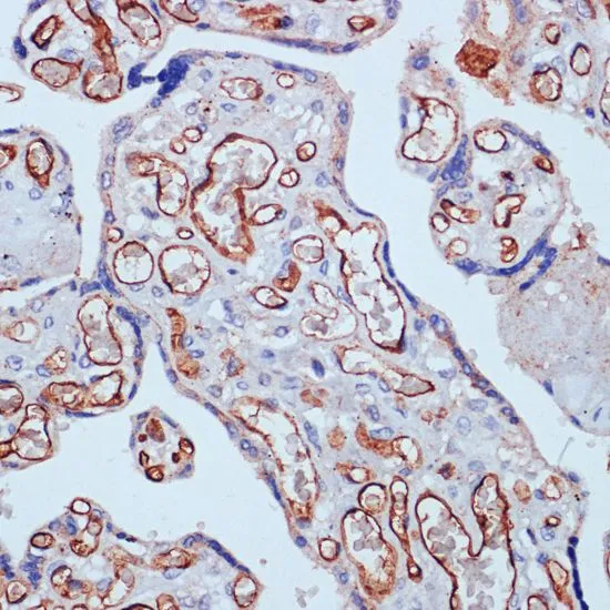 IHC-P analysis of human placenta tissue using GTX65867 CD34 antibody. Dilution : 1:100