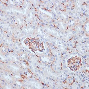 IHC-P analysis of mouse kidney tissue using GTX65867 CD34 antibody. Dilution : 1:100