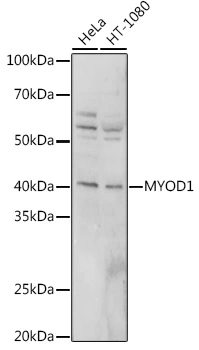 WB analysis of various sample lysates using GTX65875 MyoD1 antibody. Dilution : 1:500 Loading : 25microg per lane