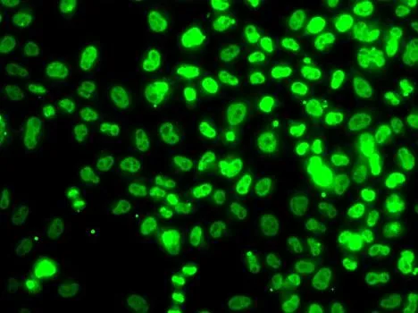 ICC/IF analysis of MCF7 cells using GTX65893 RPA14 antibody.