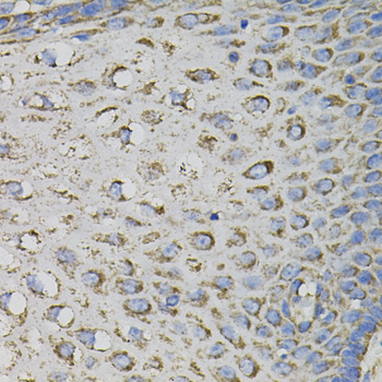 IHC-P analysis of rat kidney tissue using GTX65913 CD45 antibody.