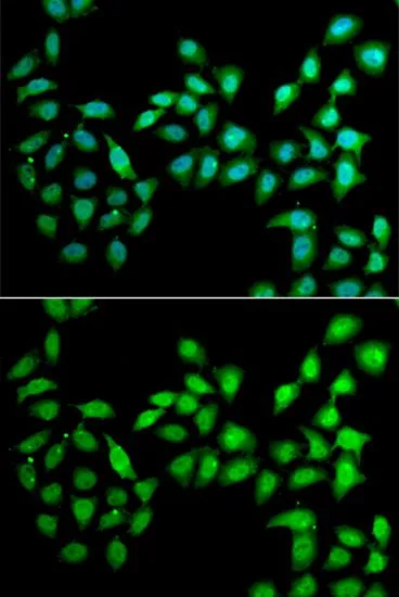 ICC/IF analysis of U2OS cells using GTX65915 Urocotin 2 antibody. Blue : DAPI