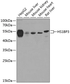 WB analysis of various sample lysates using GTX65921 HS1BP3 antibody. Dilution : 1:1000 Loading : 25microg per lane WB analysis of various sample lysates using GTX65921 HS1BP3 antibody. Dilution : 1:1000 Loading : 25microg per lane