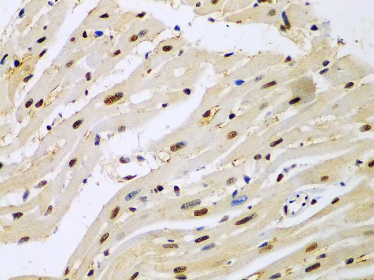 IHC-P analysis of mouse heart tissue using GTX65924 HDAC2 antibody. Dilution : 1:100