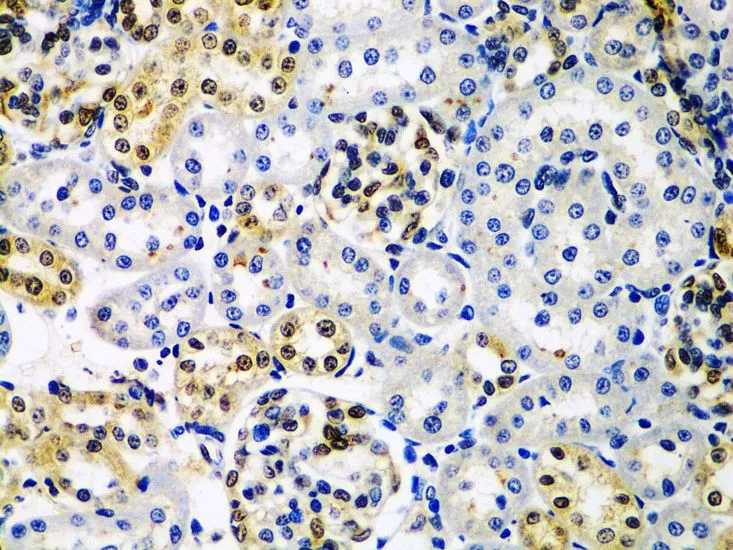 IHC-P analysis of rat kidney tissue using GTX65924 HDAC2 antibody. Dilution : 1:100
