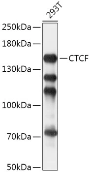 WB analysis of 293T cell lysate using GTX65926 CTCF antibody. Dilution : 1:1000 Loading : 25microg per lane
