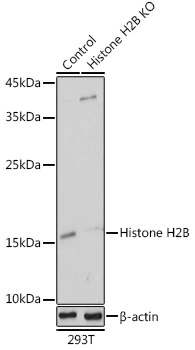 WB analysis of normal (control) and knockout (KO) 293T cell lysate using GTX65940 HIST2H2BE antibody. Dilution : 1:1000 Loading : 25microg per lane WB analysis of normal (control) and knockout (KO) 293T cell lysate using GTX65940 HIST2H2BE antibody. Dilution : 1:1000 Loading : 25microg per lane