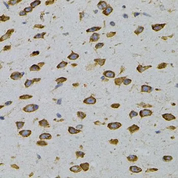 IHC-P analysis of mouse brain tissue using GTX65964 GPIP137 antibody.