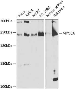 WB analysis of various sample lysates using GTX65990 MYO5A antibody. Dilution : 1:1000 Loading : 25microg per lane