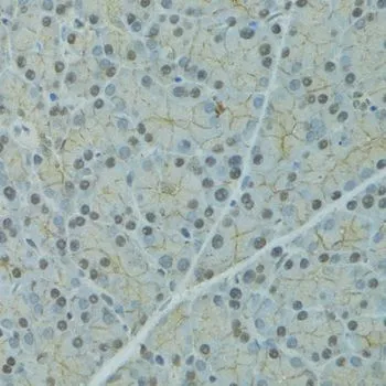 IHC-P analysis of rat pancreas tissue using GTX65993 Alpha 2 Antiplasmin antibody. Dilution : 1:100