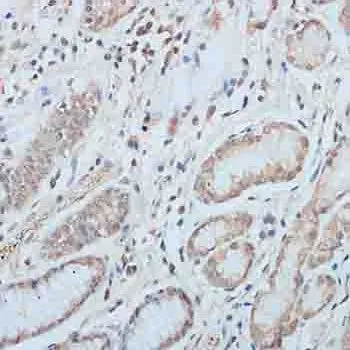 IHC-P analysis of human stomach tissue using GTX66010 Elongin B antibody. Dilution : 1:100