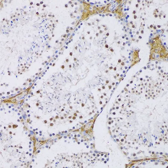 IHC-P analysis of mouse testis tissue using GTX66040 SFRS3 antibody. Dilution : 1:100